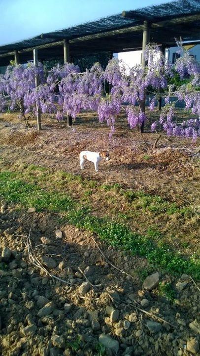 卡斯蒂里昂纳·德拉佩Agriturismo Valbona别墅 外观 照片